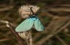 Adscita dujardini: Male (e.o., Switzerland, Valais, Stalden, oviposition in early July 2024) [S]