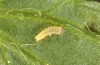 Adscita dujardini: Larva L1 (e.o., Switzerland, Valais, Stalden, oviposition in early July 2024) [S]
