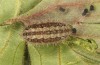Adscita dujardini: Larva in the penultimate instar after hibernation (e.o., Switzerland, Valais, Stalden, oviposition in early July 2024) [S]