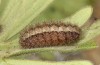 Adscita dujardini: Larva in the penultimate instar after hibernation (e.o., Switzerland, Valais, Stalden, oviposition in early July 2024) [S]