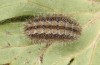 Adscita dujardini: Larva in the final instar after hibernation (e.o., Switzerland, Valais, Stalden, oviposition in early July 2024) [S]