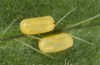 Adscita dujardini: Egg (Switzerland, Valais, Stalden, early July 2024) [S]