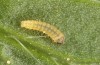 Adscita dujardini: Larva L1 (e.o., Switzerland, Valais, Stalden, oviposition in early July 2024) [S]
