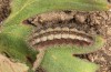 Adscita dujardini: Larva in the final instar after hibernation (e.o., Switzerland, Valais, Stalden, oviposition in early July 2024) [S]