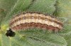 Adscita dujardini: Larva in the final instar after hibernation (e.o., Switzerland, Valais, Stalden, oviposition in early July 2024) [S]