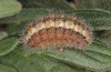 Adscita dujardini: Larva in the final instar after hibernation (e.o., Switzerland, Valais, Stalden, oviposition in early July 2024) [S]