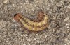 Adscita dujardini: Larva on its way to pupation (e.o., Switzerland, Valais, Stalden, oviposition in early July 2024) [S]