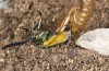 Adscita dujardini: Pupa: eclosion (e.o., Switzerland, Valais, Stalden, oviposition in early July 2024) [S]