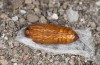 Adscita dujardini: Pupa (e.o., Switzerland, Valais, Stalden, oviposition in early July 2024) [S]