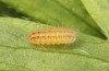 Adscita dujardini: Larva L2 (e.o., Switzerland, Valais, Stalden, oviposition in early July 2024) [S]