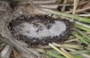 Adscita dujardini: Cocoon (e.l. rearing, Switzerland, Valais, Stalden, larva in early Ma 2007) [S]