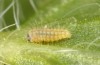Adscita dujardini: Larva L1 (e.o., Switzerland, Valais, Stalden, oviposition in early July 2024) [S]