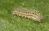 Zygaena ephialtes: Larva L2 (e.o., S-Germany, Memmingen, oviposition in July 2022) [S]