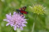 Zygaena ephialtes: Female (S-Germany, Memmingen, July 2022) [N]