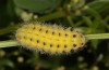 Zygaena ephialtes: Larva (S-Germany, Memmingen, 05. June 2022) [N]