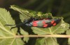 Zygaena ephialtes: Oviposition (S-Germany, Memmingen, 11. July 2022) [N]