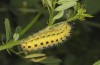 Zygaena ephialtes: Larva (S-Germany, Memmingen, 05. June 2022) [N]