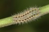 Zygaena ephialtes: Larva L3 (e.o., S-Germany, Memmingen, oviposition in July 2022) [S]