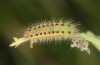 Zygaena ephialtes: Larva L3 (e.o., S-Germany, Memmingen, oviposition in July 2022) [S]