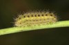 Zygaena ephialtes: Larva L3 (e.o., S-Germany, Memmingen, oviposition in July 2022) [S]