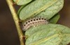 Zygaena ephialtes: Larva in the first post-diapause instar after the first hibernation (e.o., S-Germany, Memmingen, oviposition in July 2022) [S]