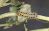 Zygaena ephialtes: Larva in the first post-diapause instar after the first hibernation (e.o., S-Germany, Memmingen, oviposition in July 2022) [S]