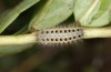 Zygaena ephialtes: Larva in the first post-diapause instar after the first hibernation (e.o., S-Germany, Memmingen, oviposition in July 2022) [S]