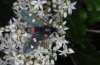 Zygaena ephialtes: Adult (Olympus) [N]