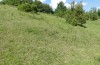Zygaena ephialtes: Habitat in a limestone grassland (S-Germany, eastern Swabian Alb, June 2022) [N]