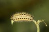 Zygaena ephialtes: Larva in the first post-diapause instar after the first hibernation (e.o., S-Germany, Memmingen, oviposition in July 2022) [S]
