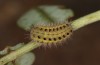 Zygaena ephialtes: Larva in the second post-diapause instar (e.o., S-Germany, Memmingen, oviposition in July 2022) [S]