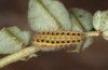 Zygaena ephialtes: Larva in the second post-diapause instar (e.o., S-Germany, Memmingen, oviposition in July 2022) [S]