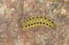 Zygaena ephialtes: Larva in the second post-diapause instar (e.o., S-Germany, Memmingen, oviposition in July 2022) [S]