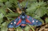 Zygaena ephialtes: Female (e.o., N-Greece, Mount Pangeon, 2007) [S]