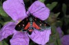 Zygaena ephialtes: Adult (Samos, NW-coast, May 2014) [N]