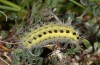 Zygaena ephialtes: Larva in the ultimate instar (e.o., N-Greece, Mount Pangeon, 2007) [S]