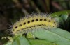 Zygaena ephialtes: Larva (Tyrol, Fliess near Landeck, May 2014) [M]