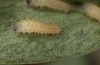 Zygaena ephialtes: Larva L1 (e.o., S-France, Ardèche, Ruoms, oviposition in June 2023) [S]