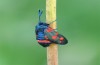 Zygaena ephialtes: Female (S-Germany, Memmingen, July 2022) [N]