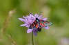 Zygaena ephialtes: Female (S-Germany, Memmingen, July 2022) [N]