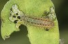Zygaena ephialtes: Larva L2 (e.o., S-France, Ardèche, Ruoms, oviposition in June 2023) [S]