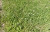 Zygaena ephialtes: Habitat in a limestone grassland (S-Germany, eastern Swabian Alb, June 2022) [N]