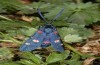 Zygaena ephialtes: Female (e.o., N-Greece, Mount Pangeon, 2007) [S]