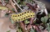 Zygaena ephialtes: Larva in the penultimate instar (e.o., N-Greece, Mount Pangeon, 2007) [S]