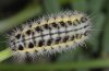 Zygaena ephialtes: Larva (e.o. Olympus) [S]