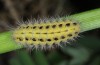 Zygaena ephialtes: Larva (Tyrol, Fliess near Landeck, May 2014) [M]