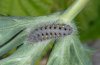 Zygaena erythrus: Half-grown larva (Sisteron, Hautes Alpes, 2010) [S]