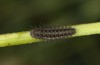 Zygaena exulans: Larva L3 (e.l., F1-breeding, Switzerland, Valais, Täschalpe, larvae in late May 2023) [S]