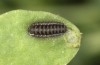 Zygaena exulans: Larva L3 (e.l., F1-breeding, Switzerland, Valais, Täschalpe, larvae in late May 2023) [S]
