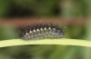 Zygaena exulans: Larva L4 (e.l., F1-breeding, Switzerland, Valais, Täschalpe, larvae in late May 2023) [S]